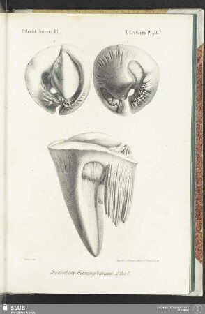 Pl. 567