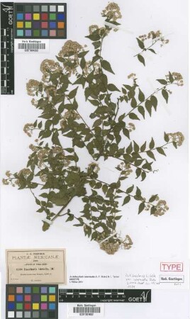 Baccharis hirtella DC.