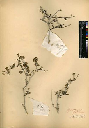 Caryophyllaceae Gymnocarpum fruticosum Persoon, C. H. (1761 - 1836) [Wadi Kelt (Trockental)]