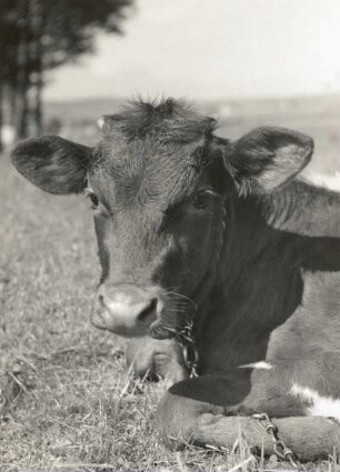 Huftiere (Ungulata). Hausrind (Bos primigenius domesticus), liegende Färse, Porträt