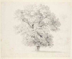 Baumstudie in den Cascine von Florenz