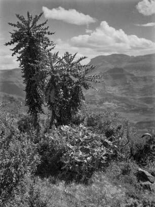 Buschvegetation : Buschvegetation am Hang des Amba Alagi