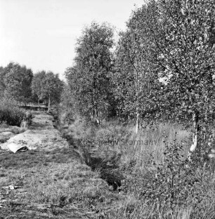 Nienwohlder Moor: Moorgraben: links und im Hintergrund Birken: rechts Sträucher und Unrat
