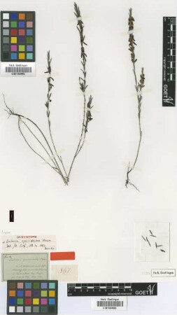 Eutaxia epacridoides Meisn. [Isosyntype]
