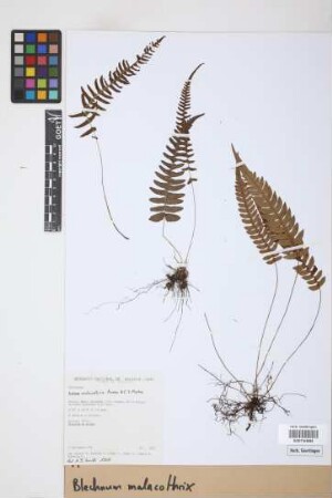 Blechnum malacothrix Maxon & C.V. Morton