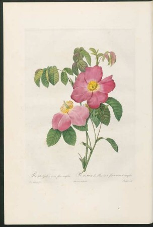 Rosa Gallica rosea flore simplici. Rosier de Provins à fleurs roses et simples. Langlois sculp.