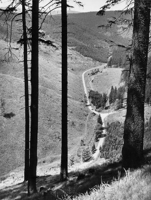 Forstwirtschaft im Harz. Kahlschlag in den Wäldern