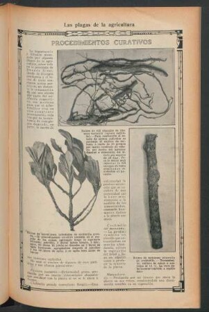 Procedimientos curativos : Las plagas de la agricultura