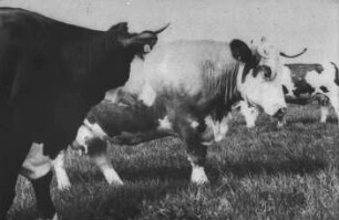 Fotografie: Tierverhalten, Milchviehhaltung, Weidehaltung, Individualdistanz