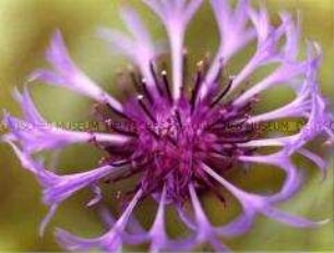 Nahaufnahme einer Kornblume