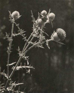 Wolldistel oder Gemeine Eselsdistel (Onopordum acanthium). Borschen (Berg Bořeň) bei Bilin