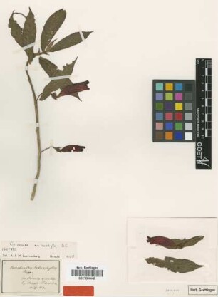 Nematanthus heterophyllus Poepp. & Endl. [type]