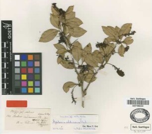 Berberis valdiviana Phil. [type]