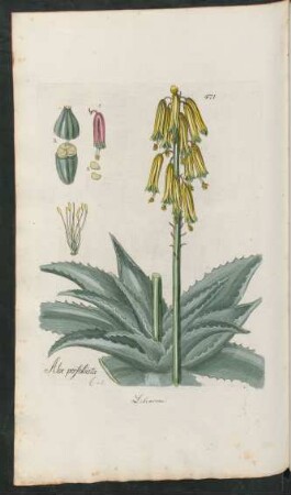471. Aloe perfoliata