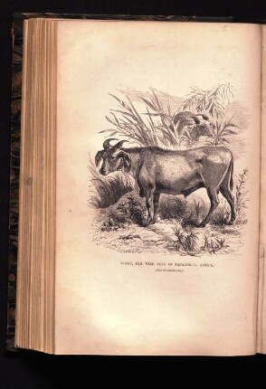 Niare, the wild Bull of Equatorial Africa.