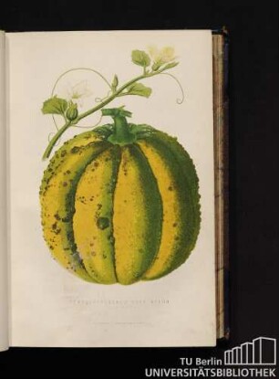 Scarlet-Fleshed Rock Melon