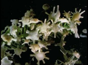 Calcarinidae - Larger Foraminiferes of the South Sea