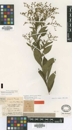 Vernonia cubensis Griseb. [type]