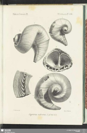 Pl. 536