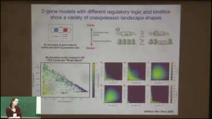 Stochastic modeling to infer gene regulatory rules from single cell coexpression patterns