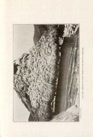 Plate LXXIII. Bunches of Palay curning on the roof of dwelling