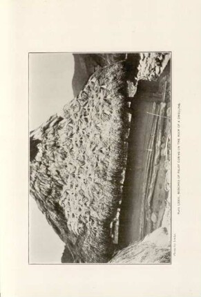 Plate LXXIII. Bunches of Palay curning on the roof of dwelling