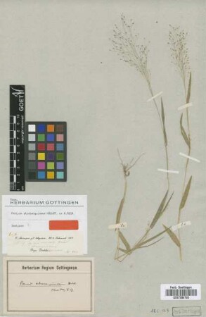 Panicum versicolor Hochst.