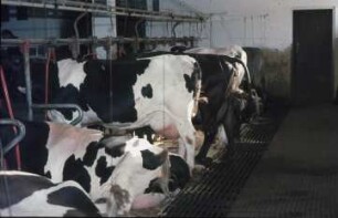 Fotografie: Milchviehhaltung, Stallsystem, Anbindestall, Kurzstand, Gitterrost, Rohrmelkanlage