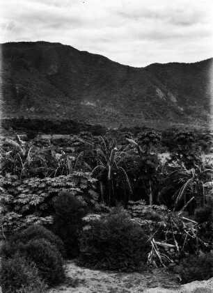 Rhizinus, Bananen und Papaya : Pflanzungen im Mizque-Tal bei Chapapa.