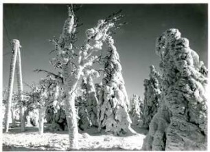 Mittleres Erzgebirge, Kammgebiet, Bäume mit Raufrost, überdeckt von angewehtem Neuschnee