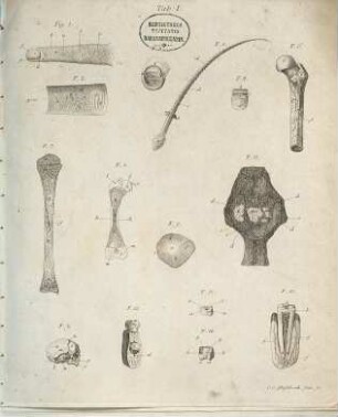 Anatomische Kupfertafeln nebst dazu gehörigen Erklärungen, [7]. [Kupferstiche]