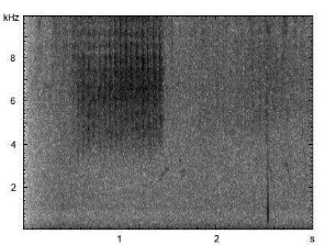 Nachtigallgrashüpfer | Chorthippus biguttulus - Stridulation