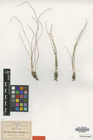Isoetes pringlei Underw. [type]