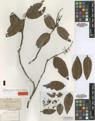 Gomphia isophylla Garcke [type]