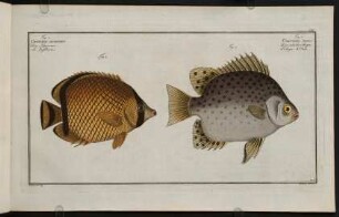 CCIVr, Fig. 1.: Chaetodon Argus. Fig. 2.: Chaetodon Vagabundus
