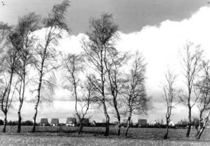 Landschaftsfotografie. Siedlungshäuser bei Bargstedt. Im Vordergrund ein von Birken gesäumter Feldweg. Aufgenommen 1938