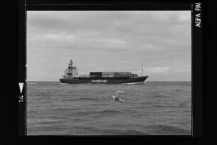 Jan (1976)