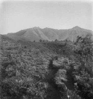 Plantage (Kamerunreise 1937)