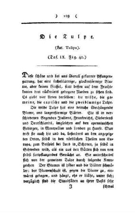 ¬Die¬ Tulpe : (Lat. Tulipa) ; Taf. IX, Fig. 42