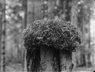 Zypressenschlafmoos : Zypressenschlafmoss (Hypnum cupressiforme Hedwig)