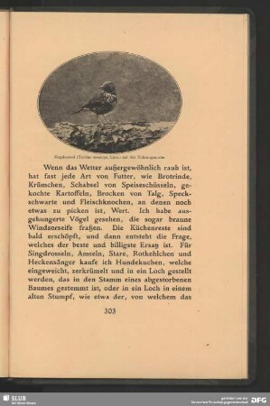 Singdrossel, Turdus musicus, Linn., auf der Nahrungssuche