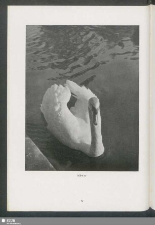 Schwan