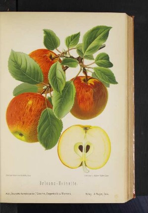 Orleans-Reinette.