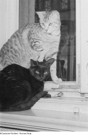 Zwei Katzen am Fenster