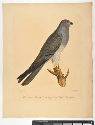 Falco cineraceus. Montagu. Die langflügelige Weihe. Mas. adultus. - Wiesenweihe. Circus pygargus; mas.- Zeichner: Ambrosius Gabler; Stecher: Johann Carl Bock