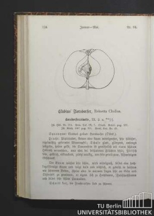 Nr. 84. Cludius' Borsdorfer, Reinette Cludius.