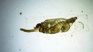 Lanice conchilega larva Helgoland 2011