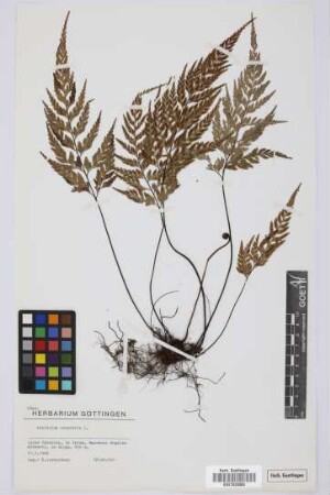 Asplenium onopteris L.