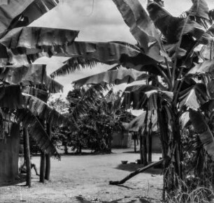 Rundhütten : Bananenstauden zwischen den Rundhütten eines Dorfes.