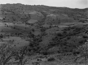 Hochfläche bei Gondar : Vegetation in der Hochfläche bei Gondar